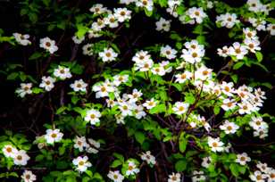 Dogwoods, closeup-7058